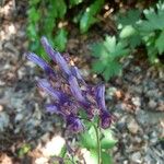 Aconitum variegatumFlower