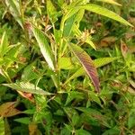 Ludwigia hyssopifolia Leht