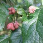 Euonymus latifoliusFlor