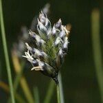 Oreochloa disticha Flower