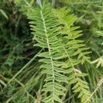 Astragalus alopecurus Blatt