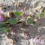 Abronia umbellata Leaf