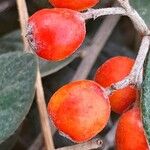 Cotoneaster franchetii ফল