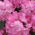 Rhododendron argyrophyllum