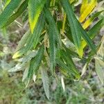 Buddleja saligna Leaf