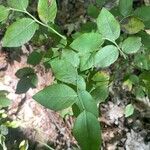 Vaccinium pallidum Hoja