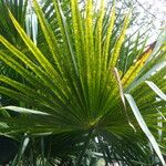 Livistona australis Likasa