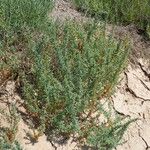 Suaeda maritima Libunga
