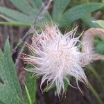 Pulsatilla patens Frucht