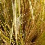 Stipa speciosa Fruit