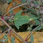 Atriplex glabriuscula Folha