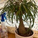 Beaucarnea recurvata ᱥᱟᱠᱟᱢ