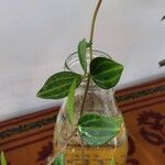 Peperomia quadrangularis Hoja