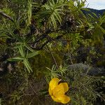 Hypericum lanceolatum Leaf