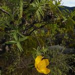 Hypericum lanceolatum Лист