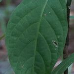 Pachystachys spicata Leaf