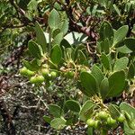 Arctostaphylos patula Leaf