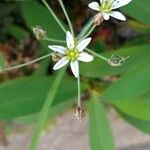 Nothoscordum gracile Blüte