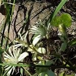 Clematis recta Flower