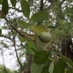 Commiphora mollis Fruto