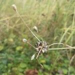 Allium oleraceum Flor