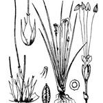 Littorella uniflora Drugo