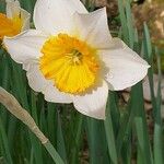 Narcissus × incomparabilis Květ