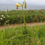 Lilium pyrenaicum Hàbitat