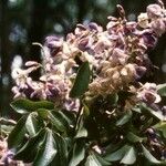 Austrocallerya australis 花