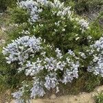 Ceanothus leucodermis Flower