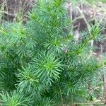 Tagetes filifolia Blatt