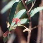 Dendrobium cymatoleguum Blüte