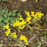 Cytisus ardoinoi Habit