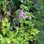 Anemone hupehensis Habitus