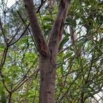 Acacia adunca Corteza