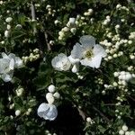 Exochorda × macrantha Flower