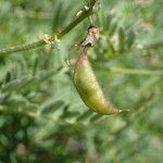 Astragalus penduliflorus ഫലം