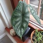 Alocasia baginda Levél