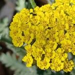 Achillea clypeolata Fleur