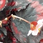 Begonia rex Kvet