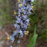 Libertia sessiliflora Çiçek