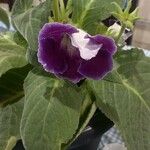 Sinningia speciosa Flor