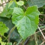 Mikania scandens Levél