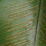 Asplenium africanum Lehti