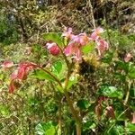 Begonia cucullata Квітка