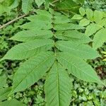 Pterocarya rhoifolia List