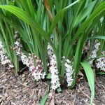 Reineckea carnea Flower