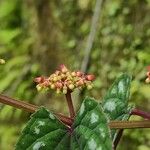 Cissus javana Flower