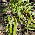 Carex plantaginea Leaf