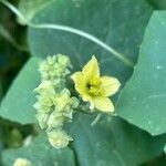 Bryonia verrucosa Flower